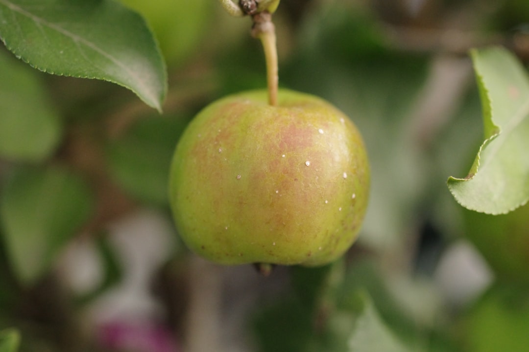 Photo apple cider vinegar