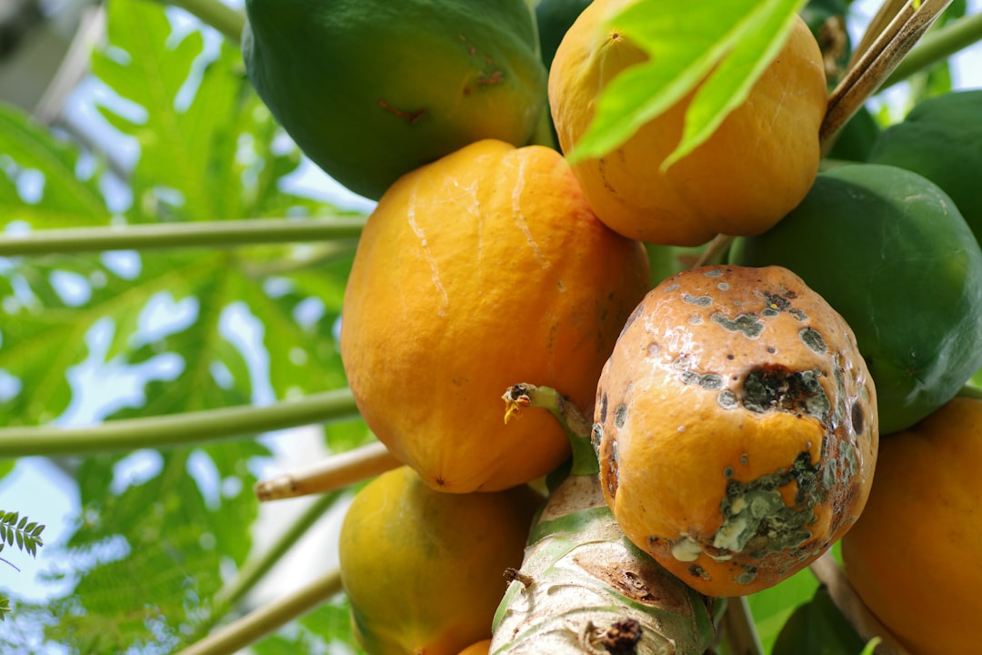 Photo monk fruit sweetener