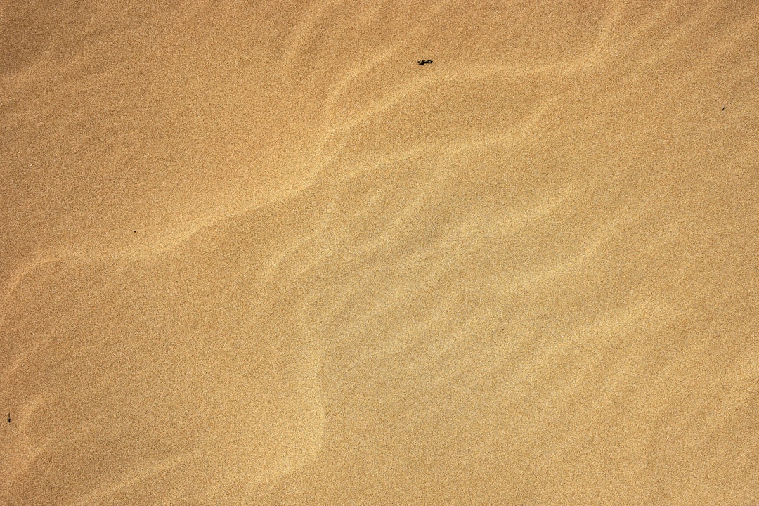 Photo kókai homoktövis