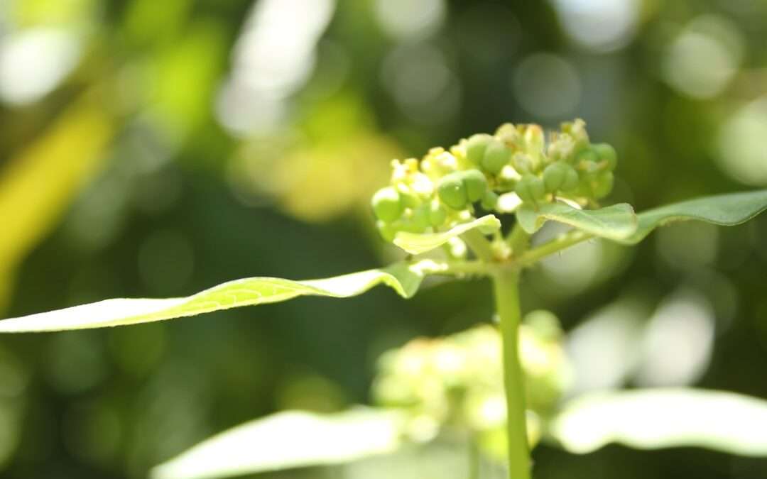 Photo pistachio protein