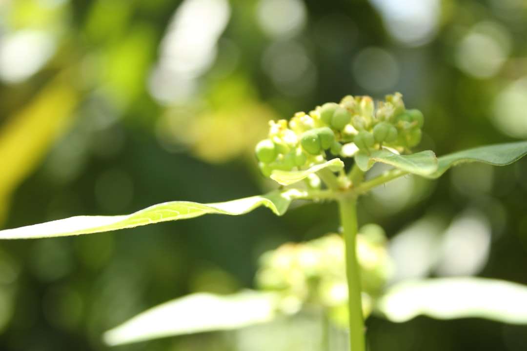 Photo pistachio protein