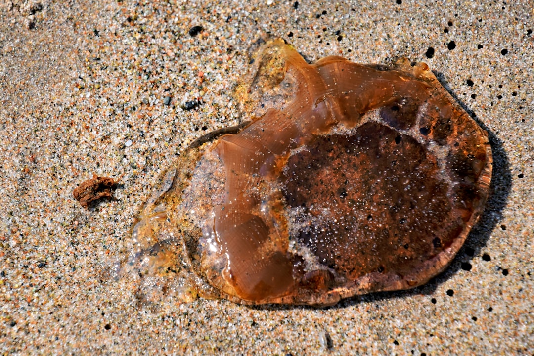 Photo sea buckthorn oil internal