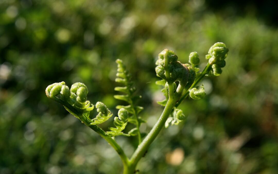 Photo biotech plant protein