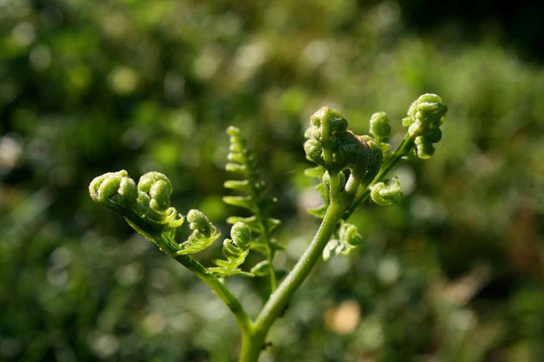 Photo biotech plant protein