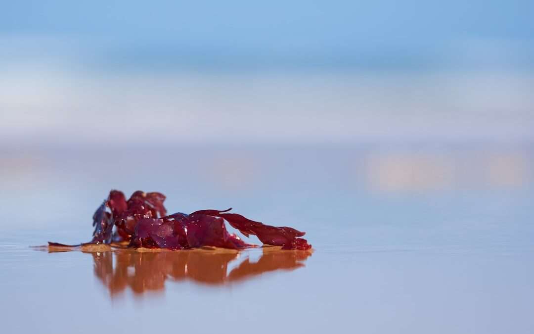 Photo sea buckthorn berry consumption