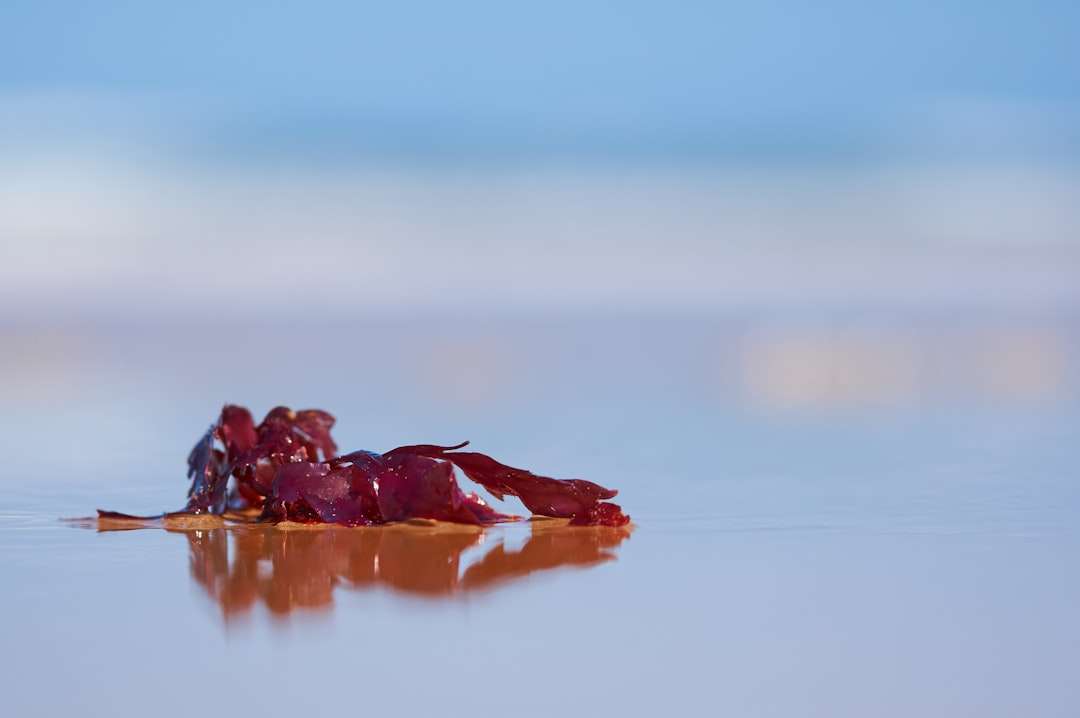 Photo sea buckthorn berry consumption