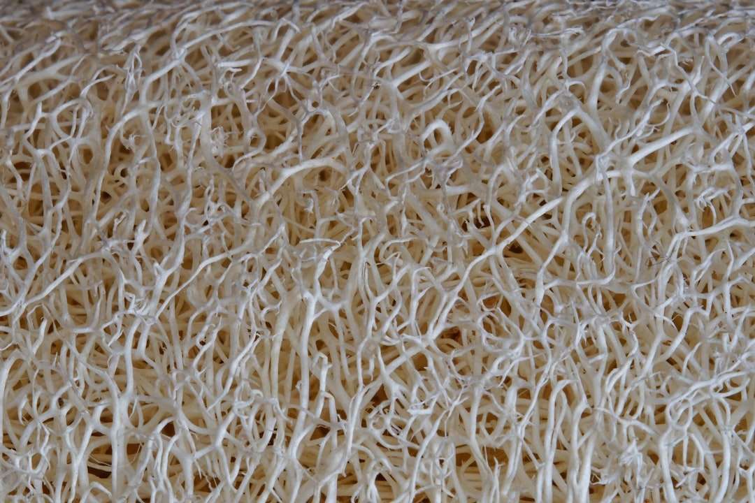 Photo collagen protein
