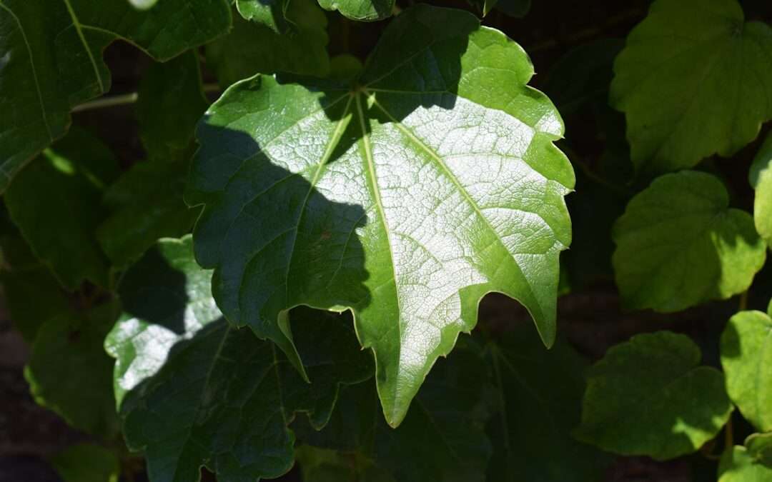 Photo homoktövis leaf