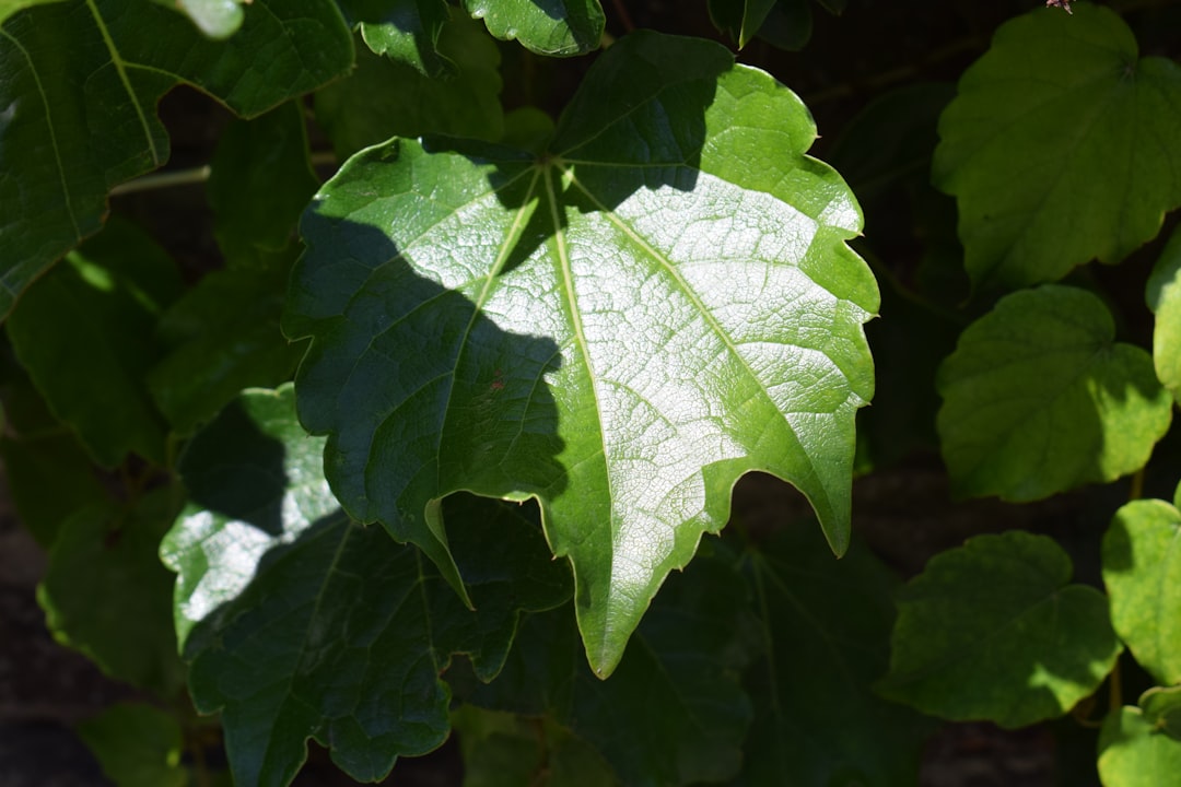 Photo homokt&ouml;vis leaf