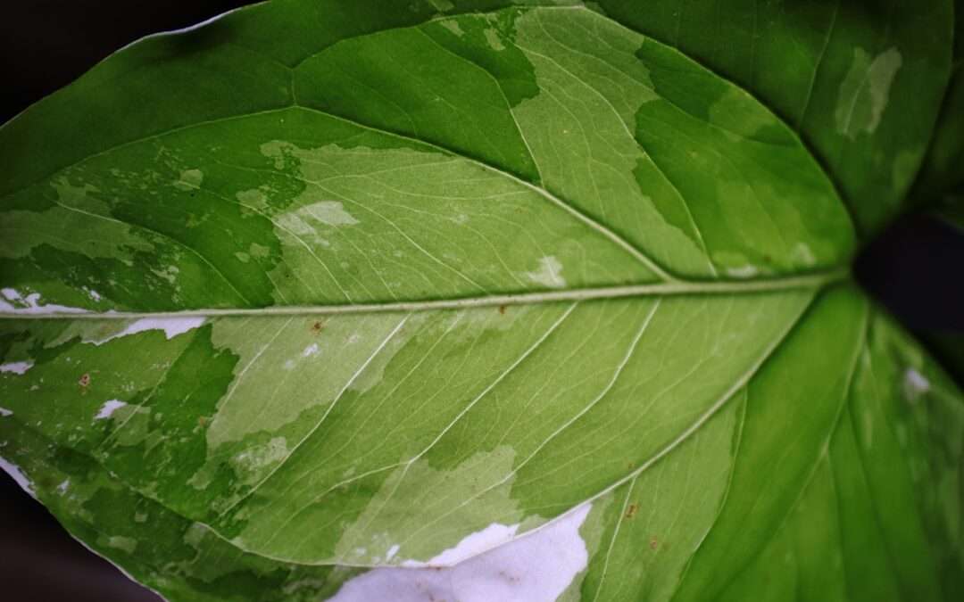 Photo homoktövis leaf