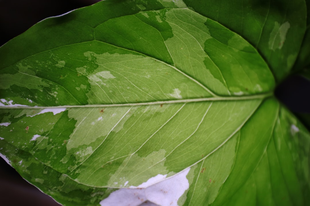 Photo homokt&ouml;vis leaf