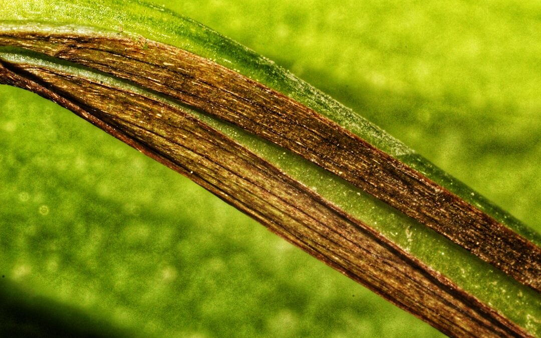 Photo plant fibers