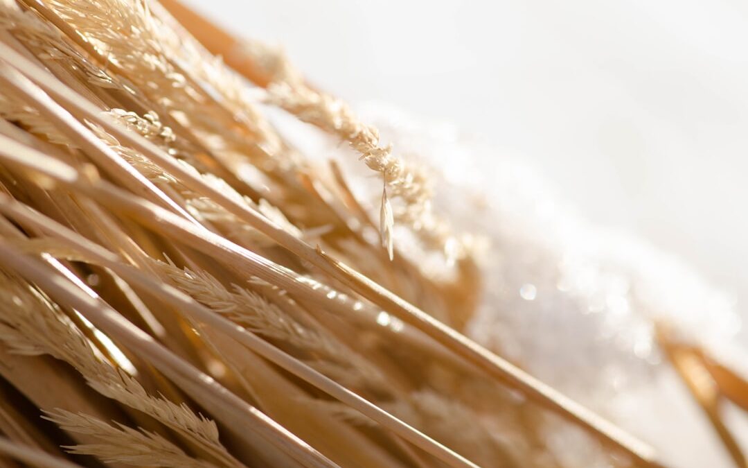 Photo dietary fiber
