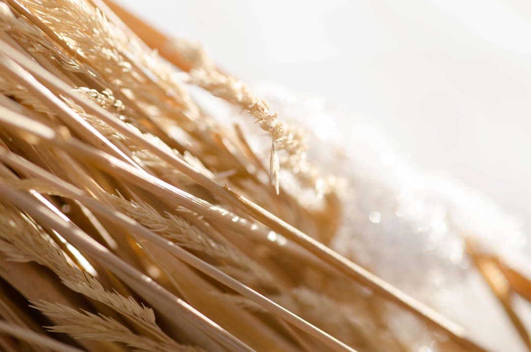 Photo dietary fiber