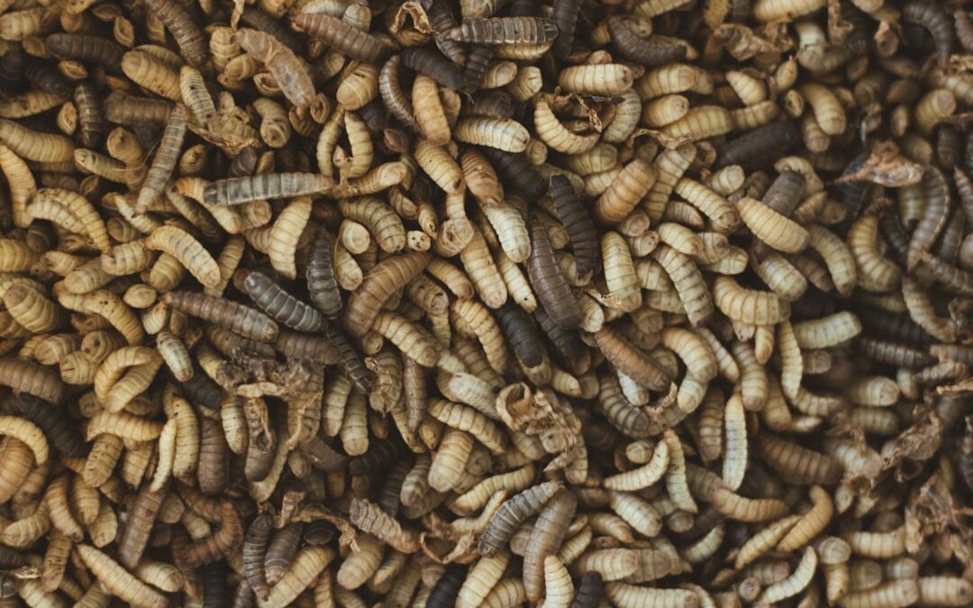 Photo whole wheat semolina