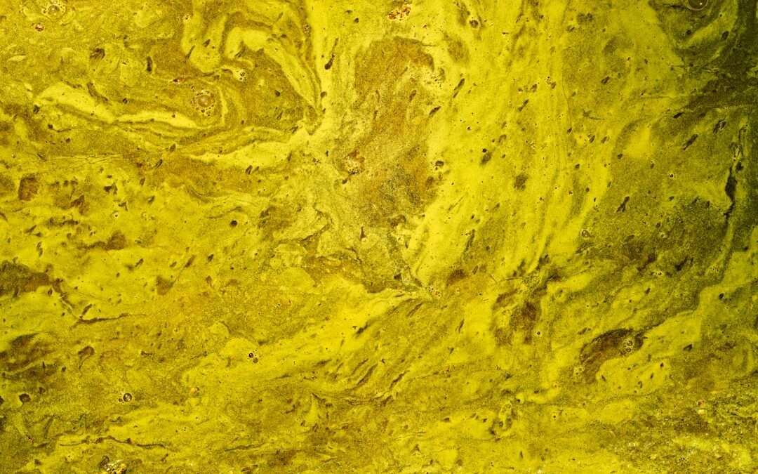 Photo homoktövis oil
