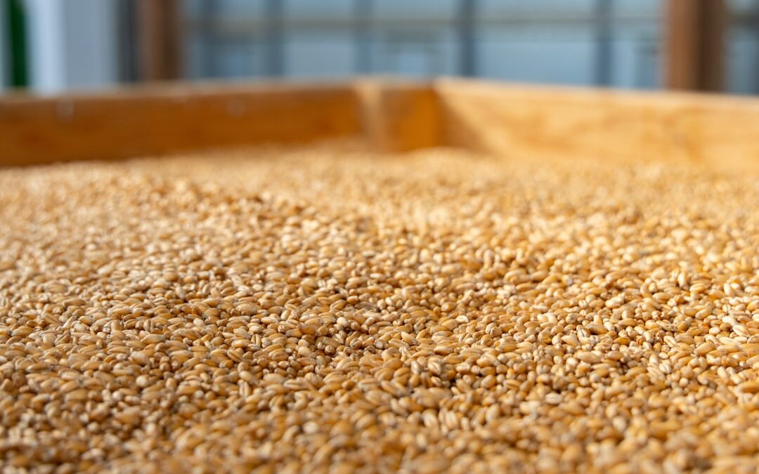 Photo whole grain products
