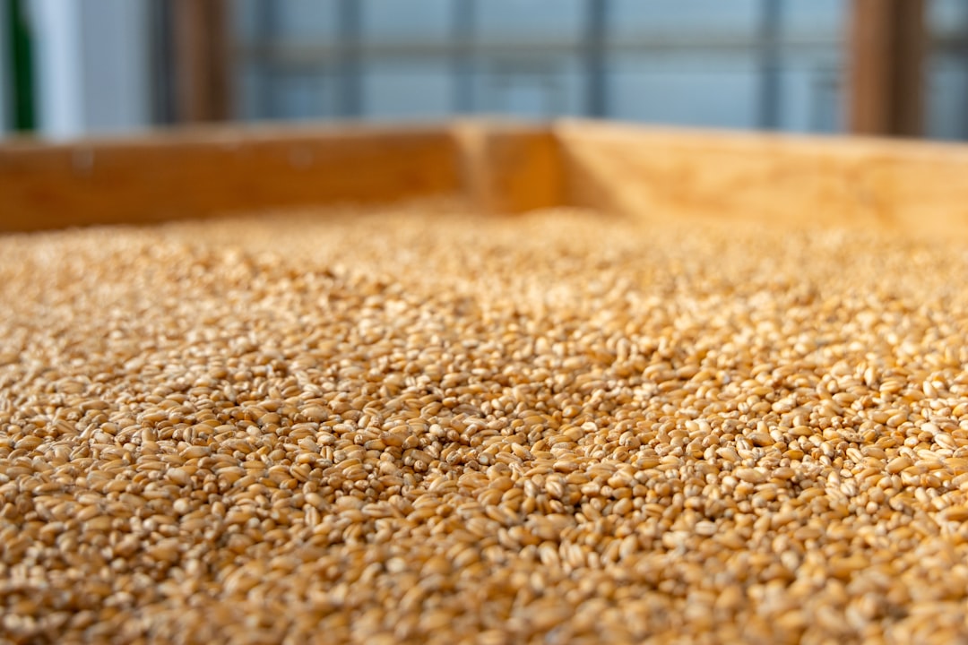 Photo whole grain products