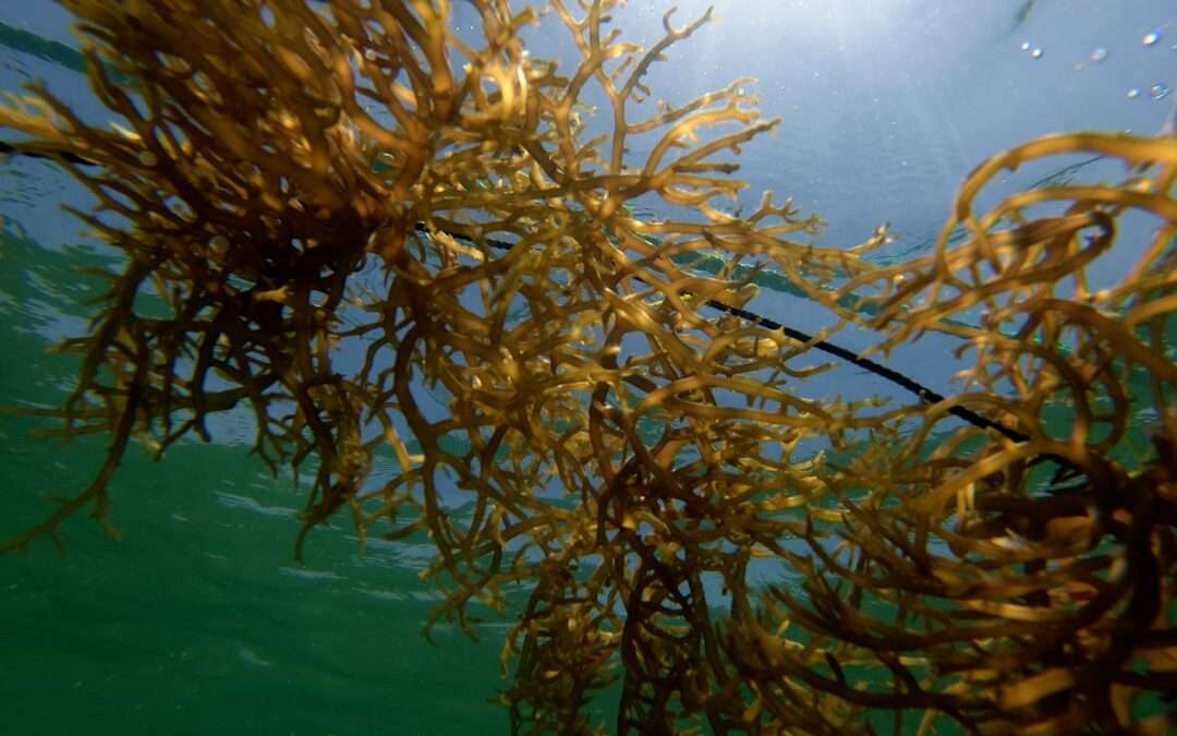 Photo bio sea buckthorn oil