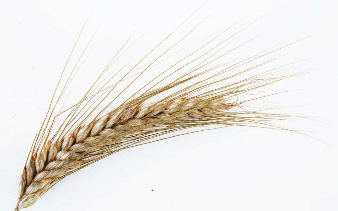Photo wheat semolina