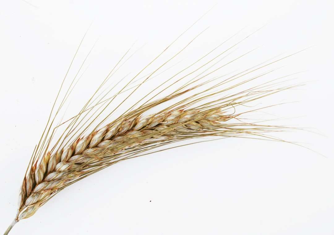 Photo wheat semolina