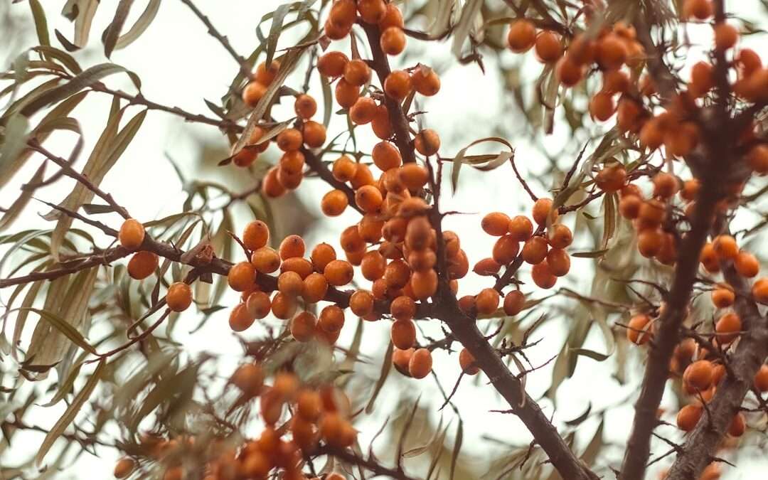 Photo Sea buckthorn