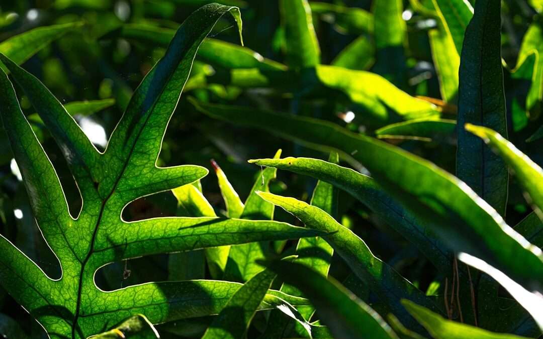 Photo soybean harmful