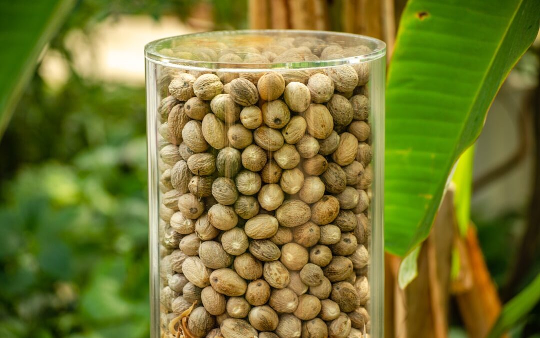 Photo soybean capsule effect