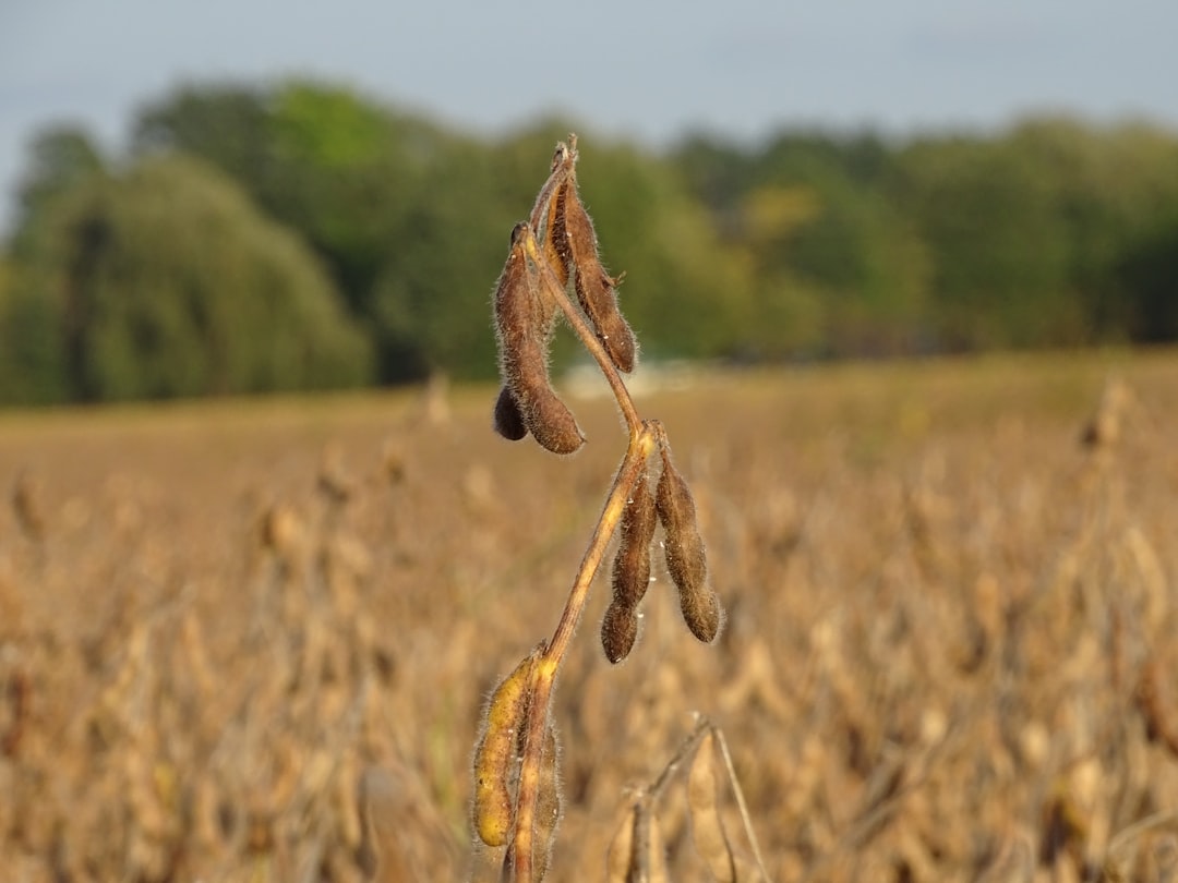 Photo soybean