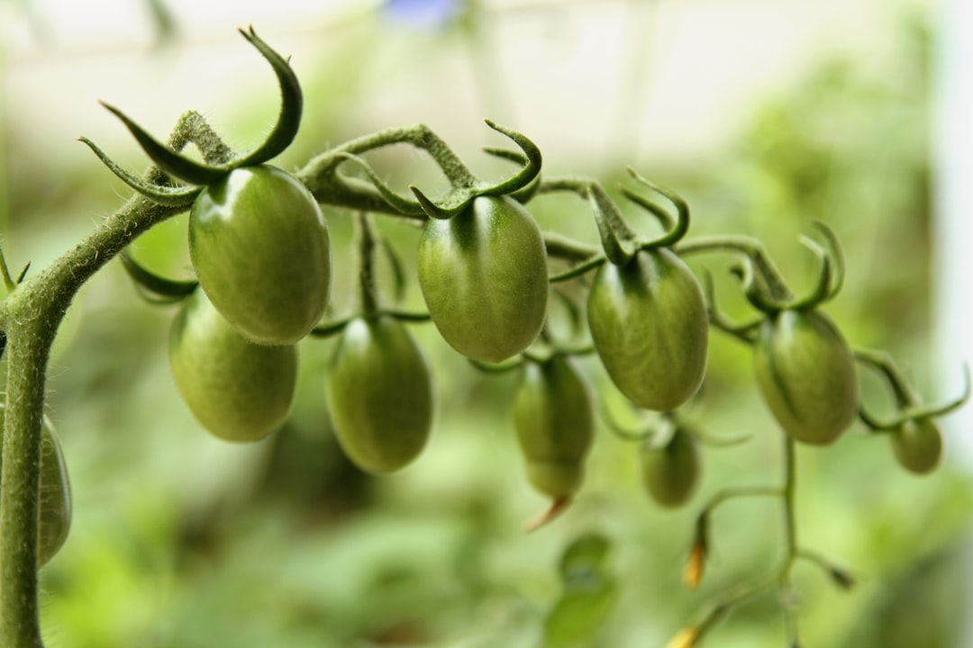 Photo soybean benefits