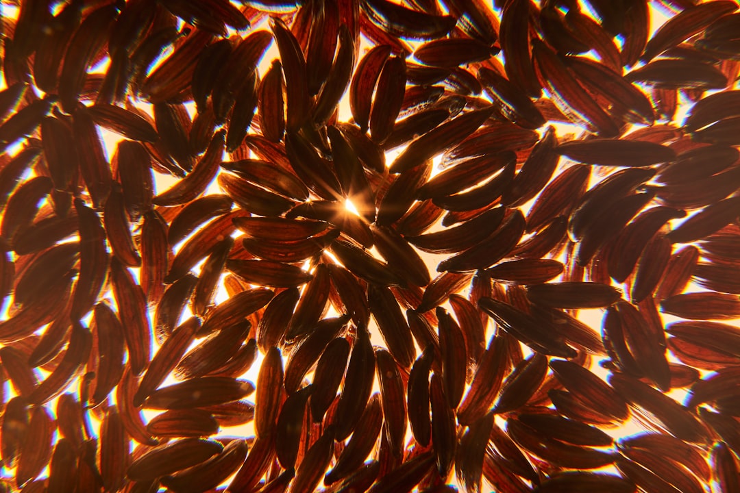 Photo krill oil