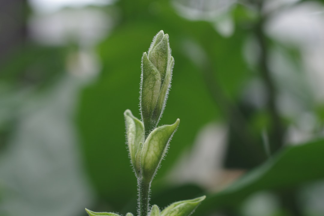 Photo soybean plant