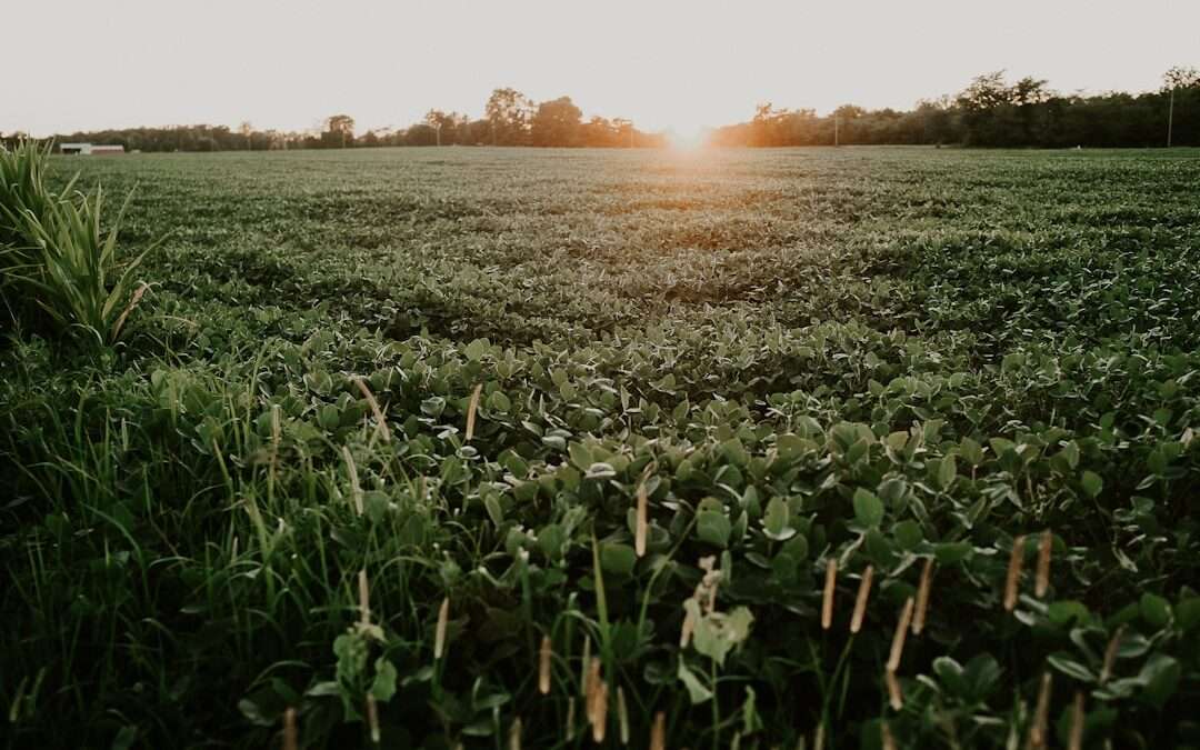 Photo soybean