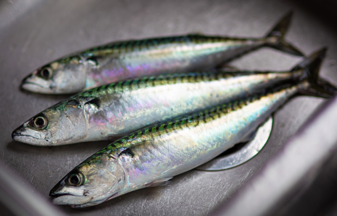 Photo omega 3
