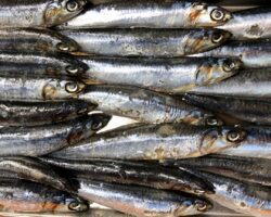 Photo omega 3