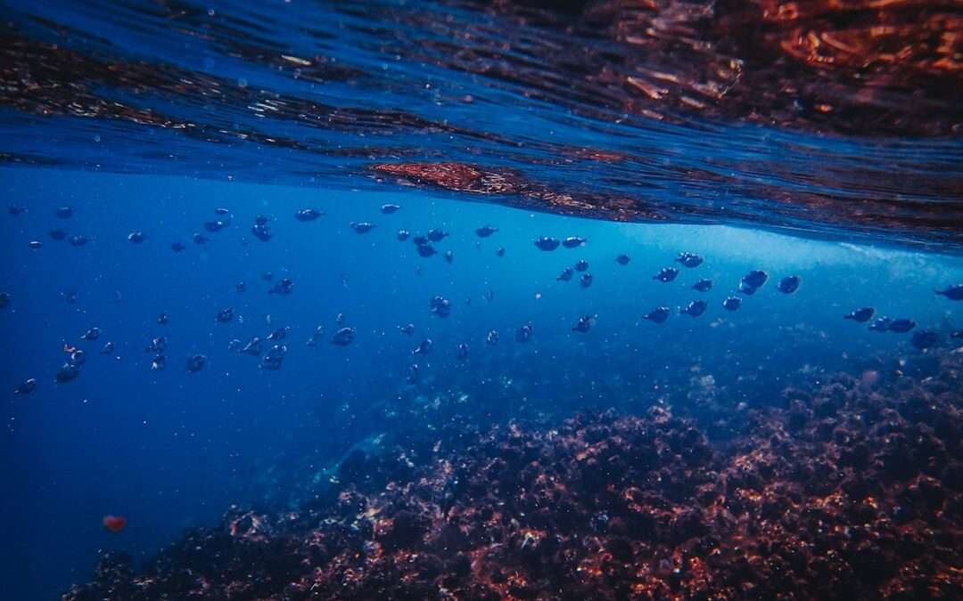 Photo deep sea fish oil