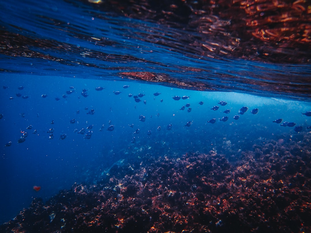 Photo deep sea fish oil