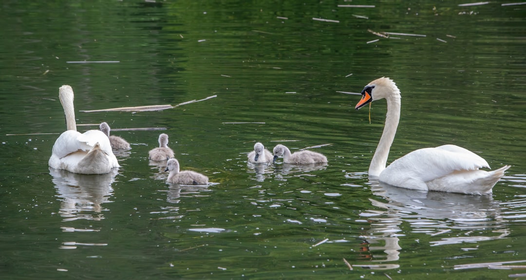 Photo postpartum household delegation