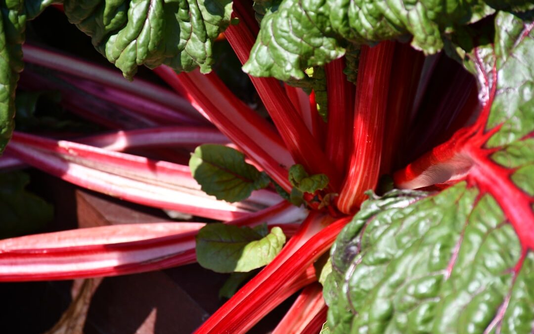 Photo Vitamins and minerals