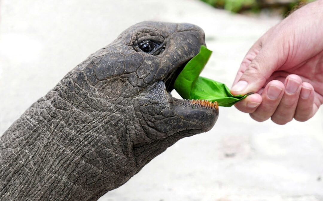 Photo feeding with bottle