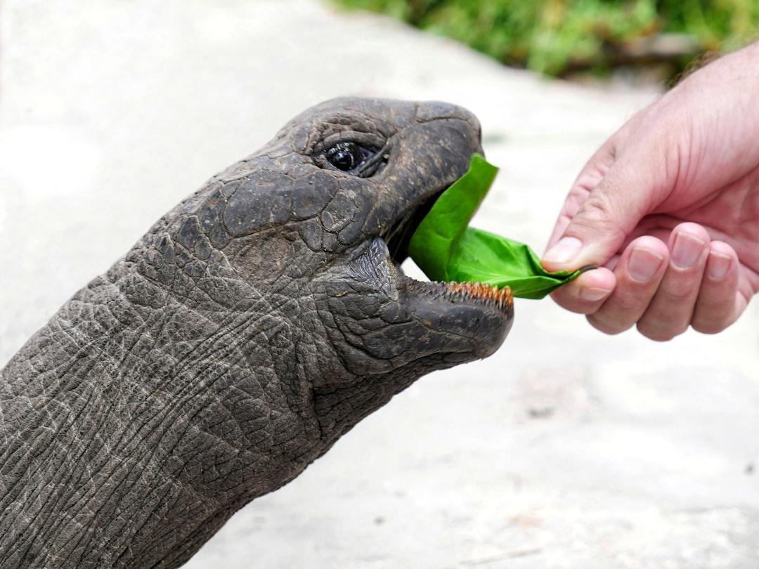 Photo feeding with bottle