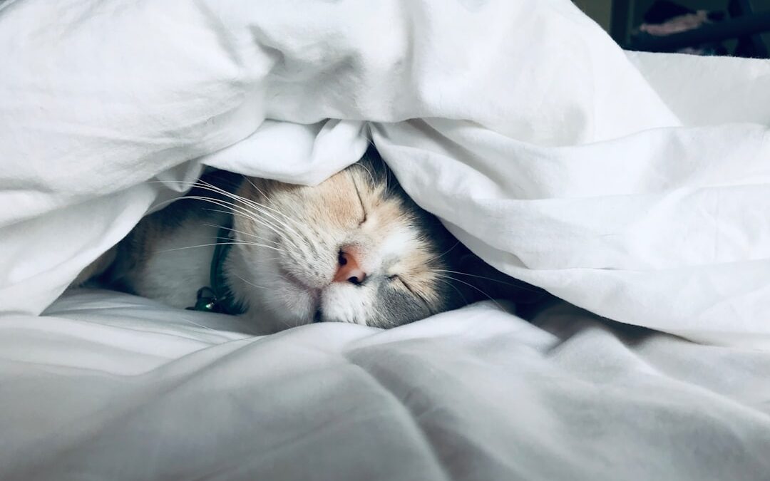 Photo Pets