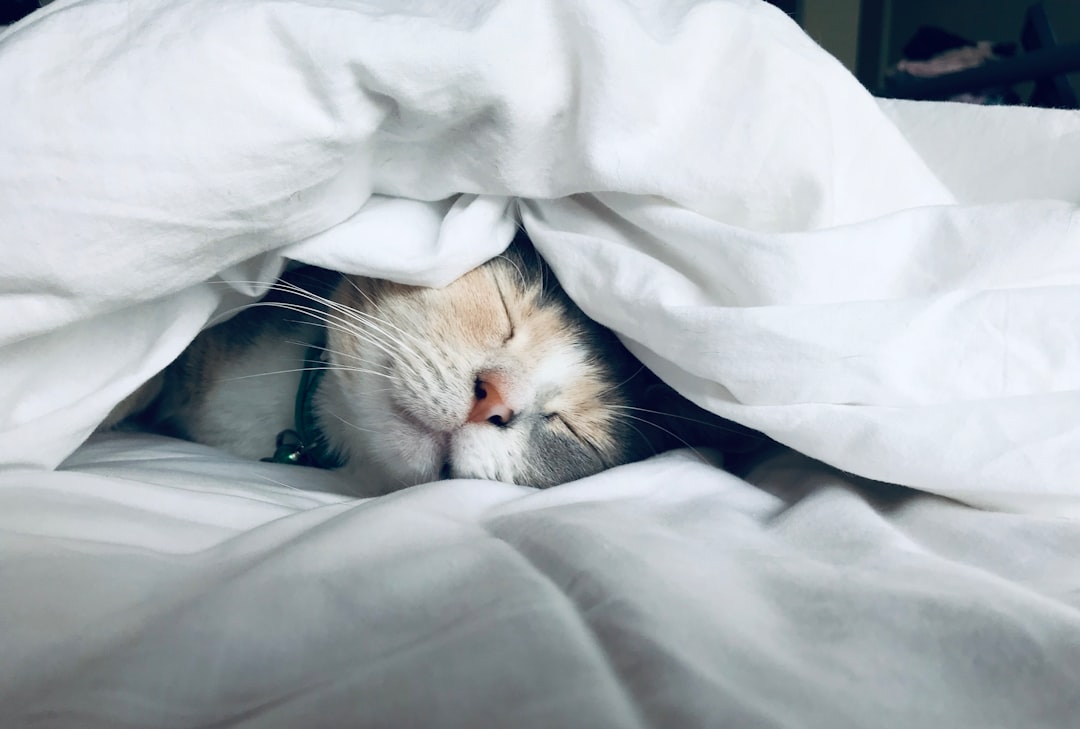 Photo Pets