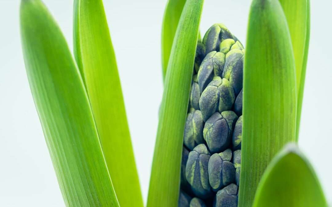Photo pregnancy and plant proteins: legumes safely