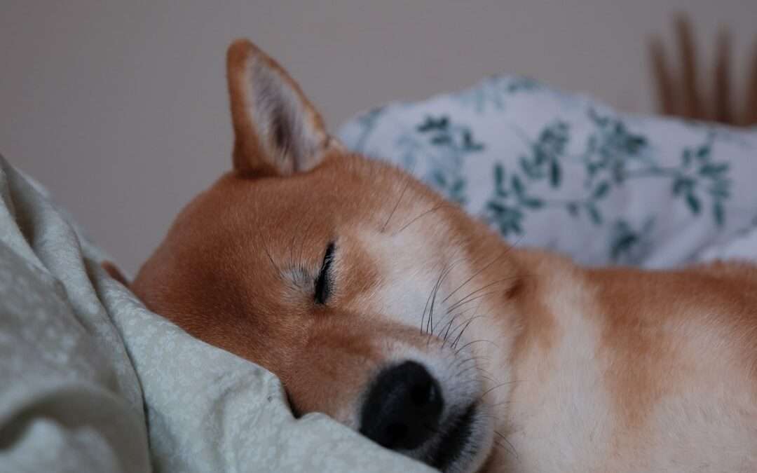 Photo snoring