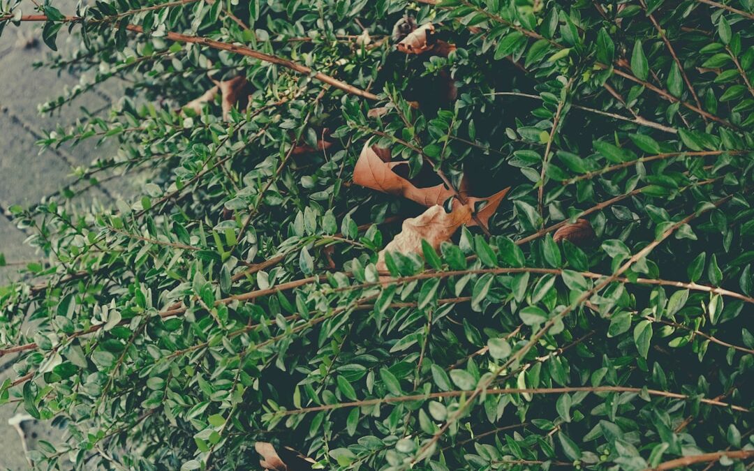 Photo propolis