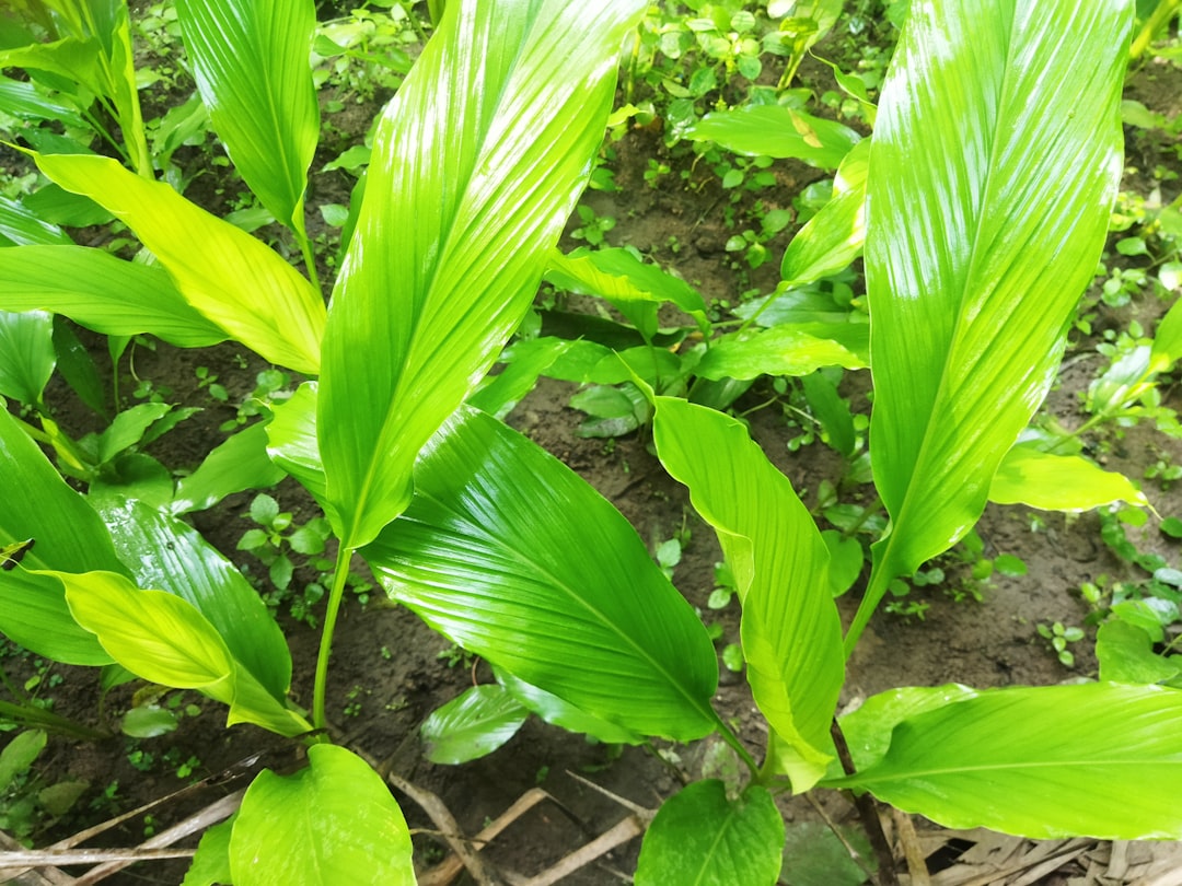Photo turmeric