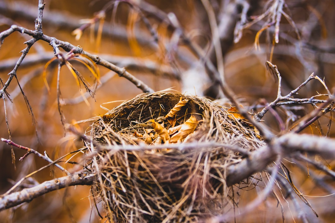 Photo Pregnancy and home rearrangement: nesting instinct handbook
