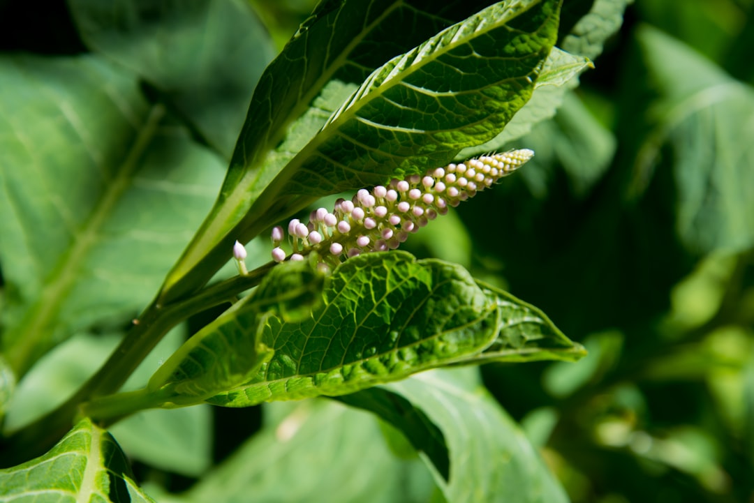 Photo Pregnancy and insecticides: natural alternatives