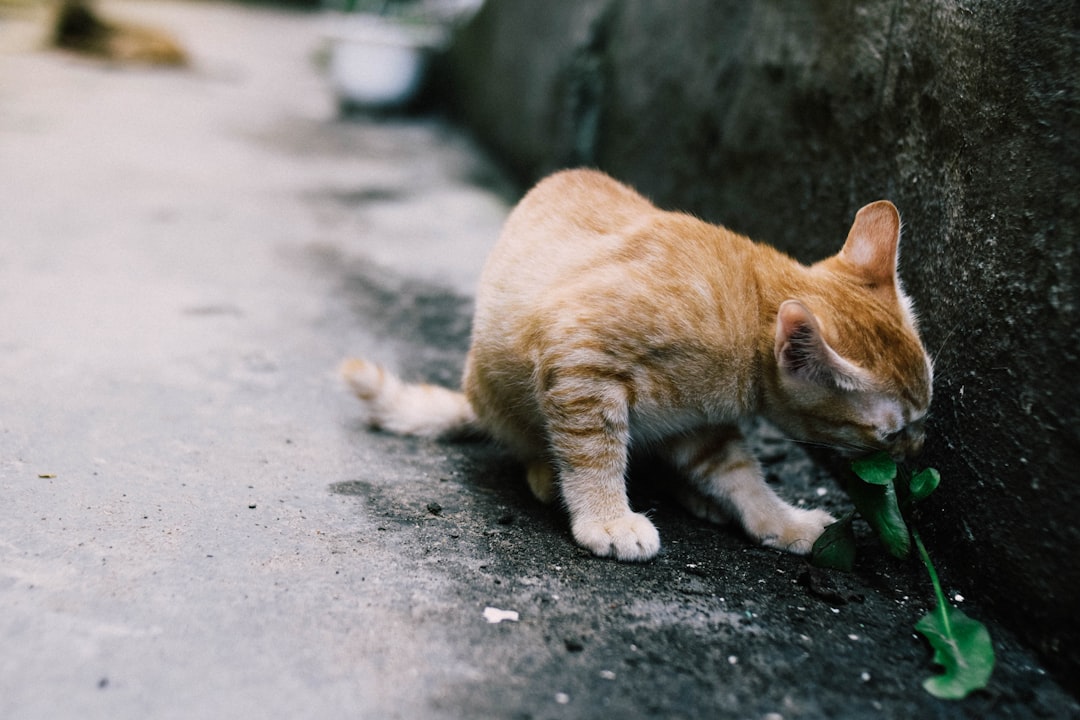 Photo cat litter safety
